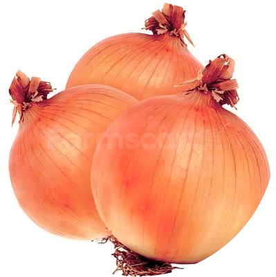 Onion - Gauran